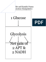 Cellular Respiration Manipulative