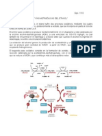 Vías Metabólicas Del Etanol