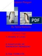 Tacha Emperor Penguins