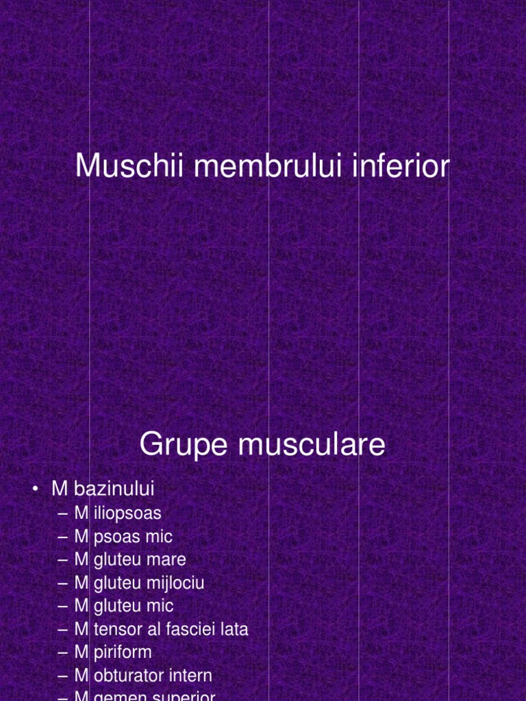 Muschii Membrului Inferior | PDF