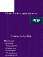 Muschii Membrului Superior