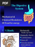 Download Digestive System by Rozaini Othman SN19771751 doc pdf