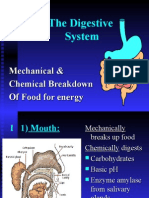 The Digestive System: Mechanical & Chemical Breakdown of Food For Energy