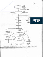 Glukoneogenesis (Dr. Hairrudin)