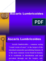 Ascaris