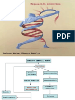 Regulación Endocrina