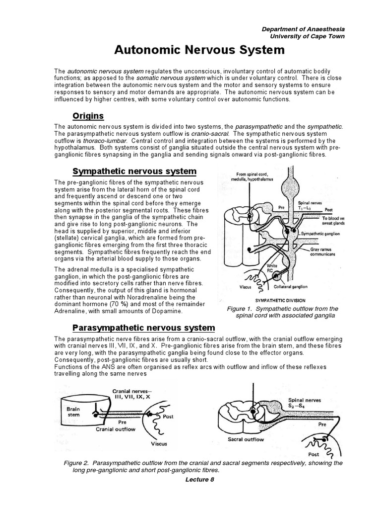 Autonomic Nervous System Overview | PDF | Acetylcholine | Autonomic ...