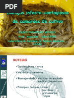 Doencas Camarao