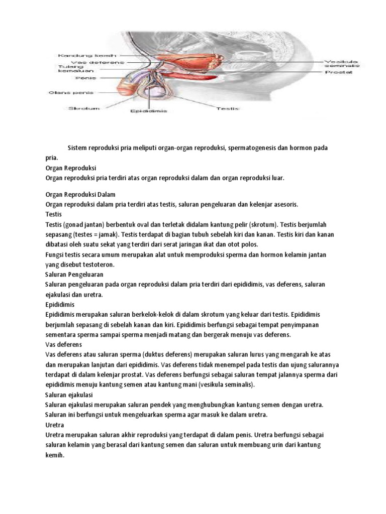 Sistem Reproduksi Pria Sistem Reproduksi Pria