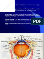 1.4 Anatomia Ojos