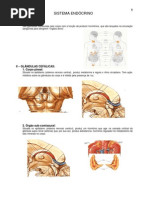 8.sistema_endocrino.