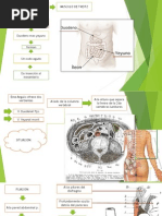 Ángulo de Treitz: Anatomía y Ubicación | PDF