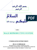 Male Reproductive Hormones