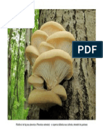 Păstrăvul de fag sau pleurotus