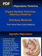 Aparelho Reprodutor Feminino (2)