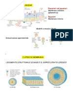 1A Membrane