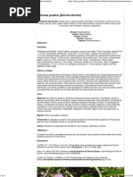 Mimosa Pudica (Dorme-Dorme) - Flora de Santa Catarina