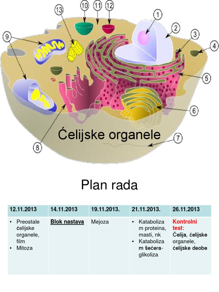 Ćelijske Organele | PDF
