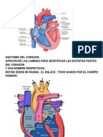 Anatomia Cardiaca