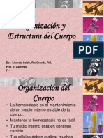 Organizacion y Estructura Del Cuerpo