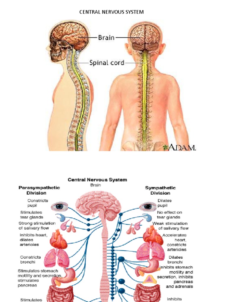 Body Coordination | PDF