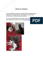 Kitties for Adoption