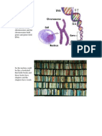 The Nucleus Holds Chromosomes and The Chromosomes Hold Genes and Genes Hold DNA