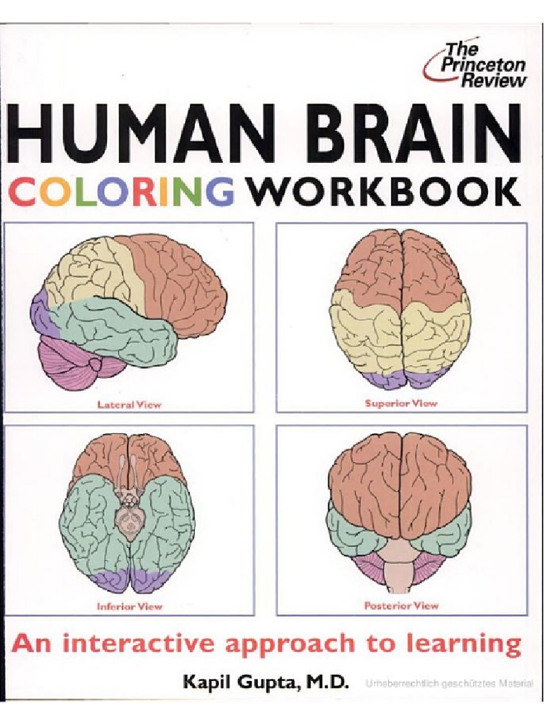 Human Brain Coloring Workbook | PDF