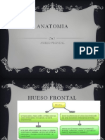 Anatomia 120801155023 Phpapp01