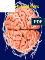 Brain & Cranial Nerves