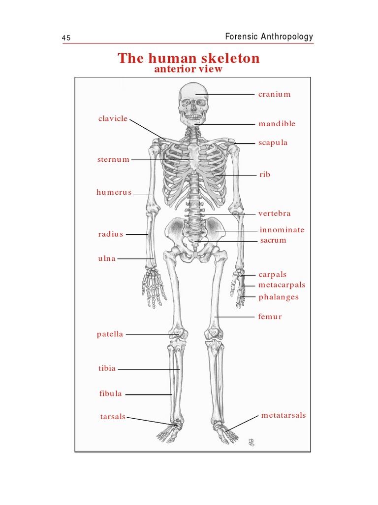 Skeleton (Bones)