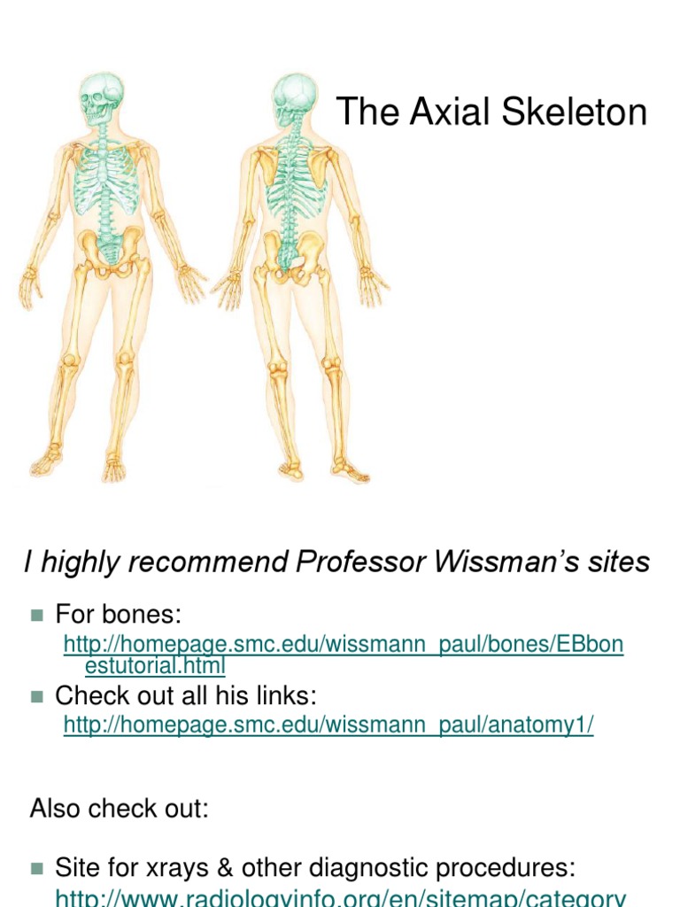 Overview of the Axial Skeleton | PDF | Skull | Vertebral Column