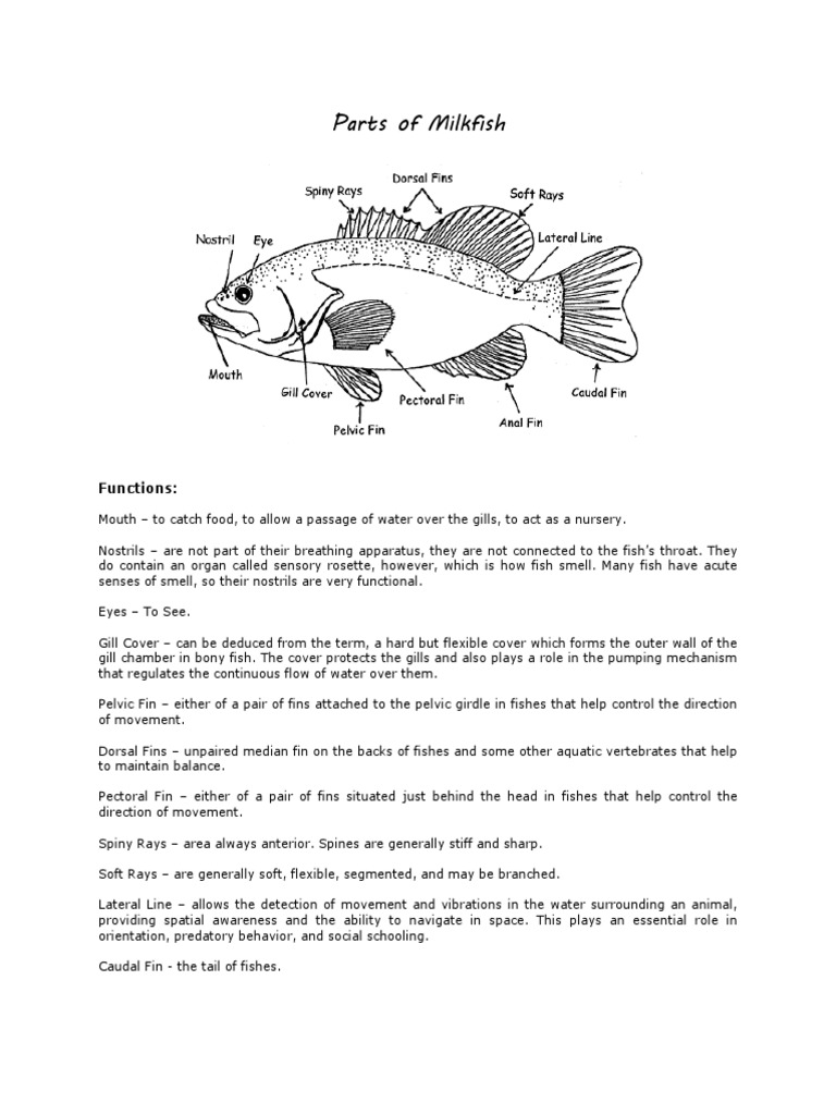 Parts of A Milkfish and Some Processed Fish | PDF | Food And Drink | Foods