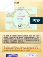 Ciclo de Krebs