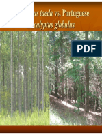 USA_Pinus_taeda vs Port Eucalyptus