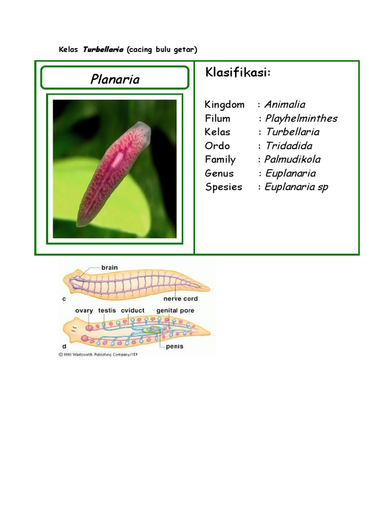 platyhelminthes kelas cestoda)