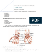 Articulatiile Si Oasele Mainii