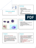 04 Trichomonas