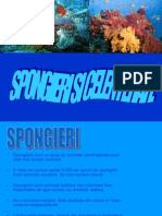 Spongieri Si Celenterate