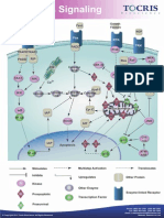 Apoptosis Us