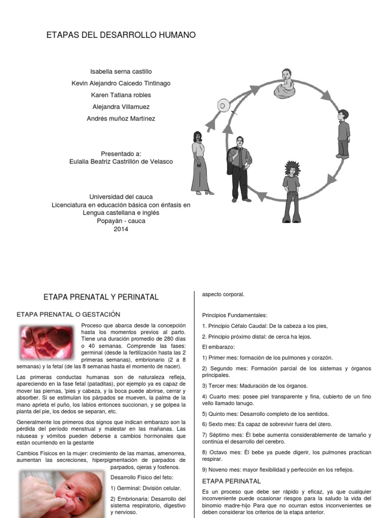 Etapas del Desarrollo Humano | PDF | Vejez | Adultos