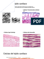 Celulas Del Tejido Cardiaco