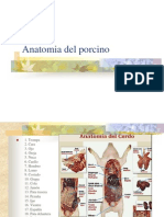 Anatomía del cerdo: partes externas e internas