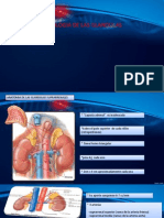 Anatomia y Fisiologia de Las Glandulas Suprarrenales