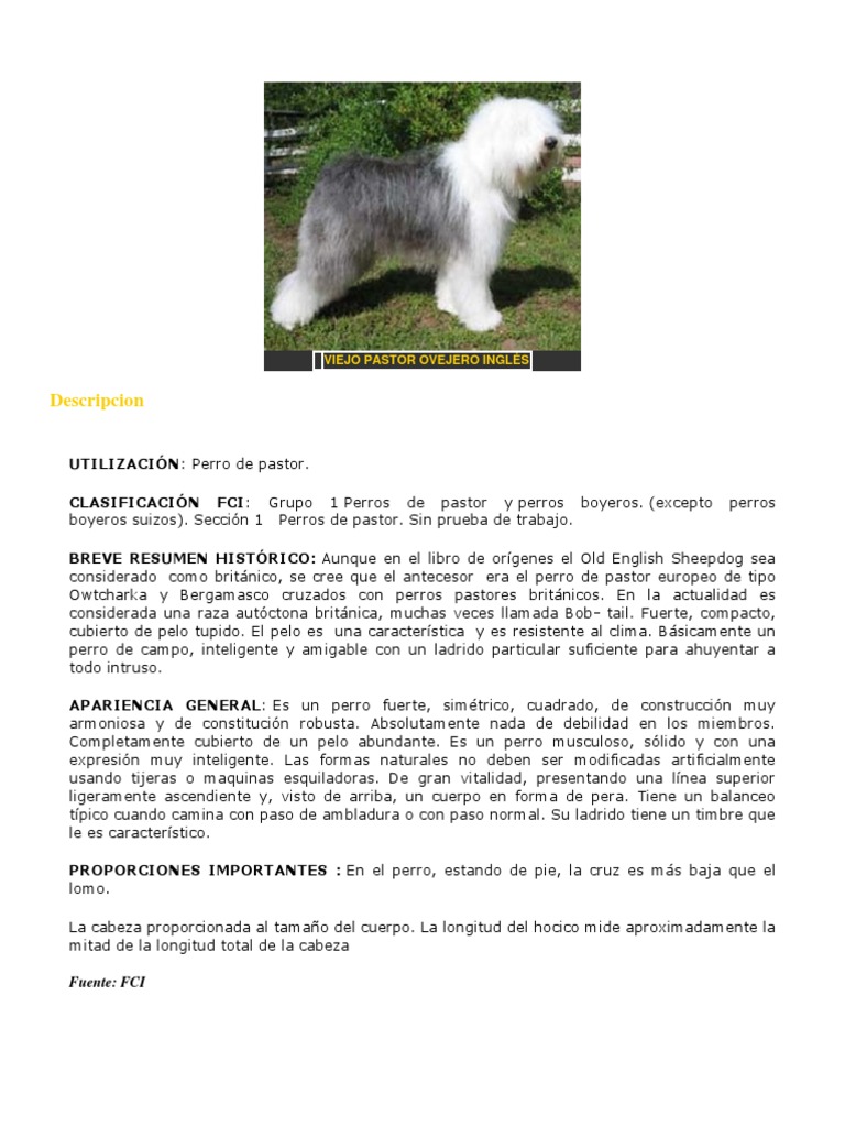 Perro Bobtail - Viejo Pastor Inglés de rabo corto