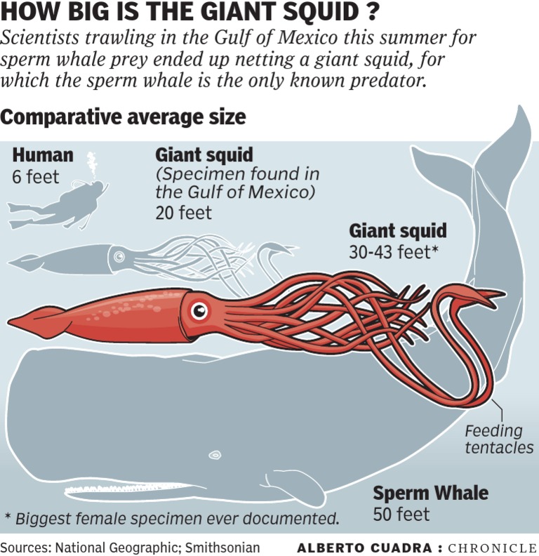 How Big Is The Giant Squid? | PDF | Young Adult
