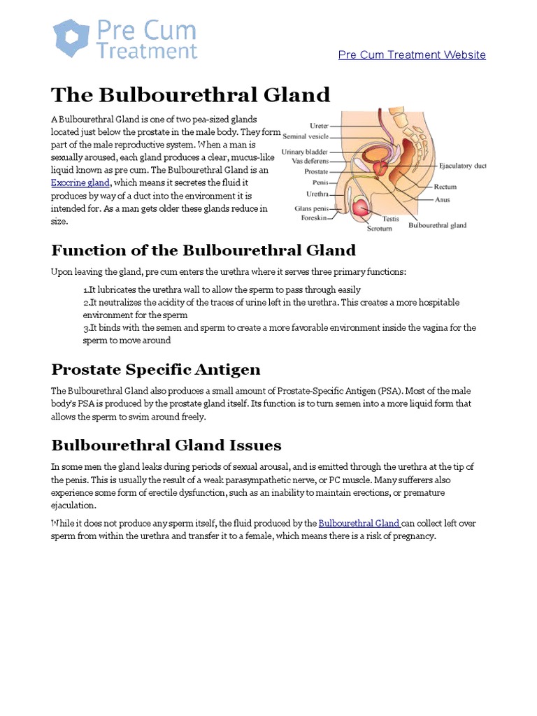 Bulbourethral Gland PDF