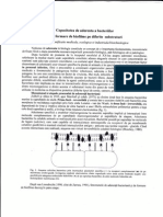 Biofilme Bacteriene