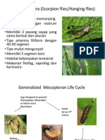 Ordo Mecoptera (Scorpion Flies)