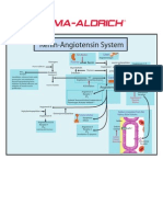 Renin - Angiotensin 1